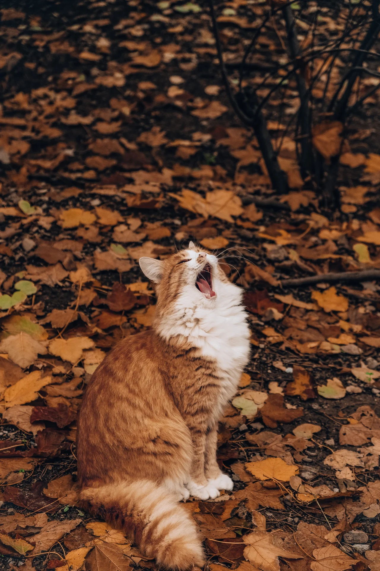 iamge for topic Cat Breeds from unsplash