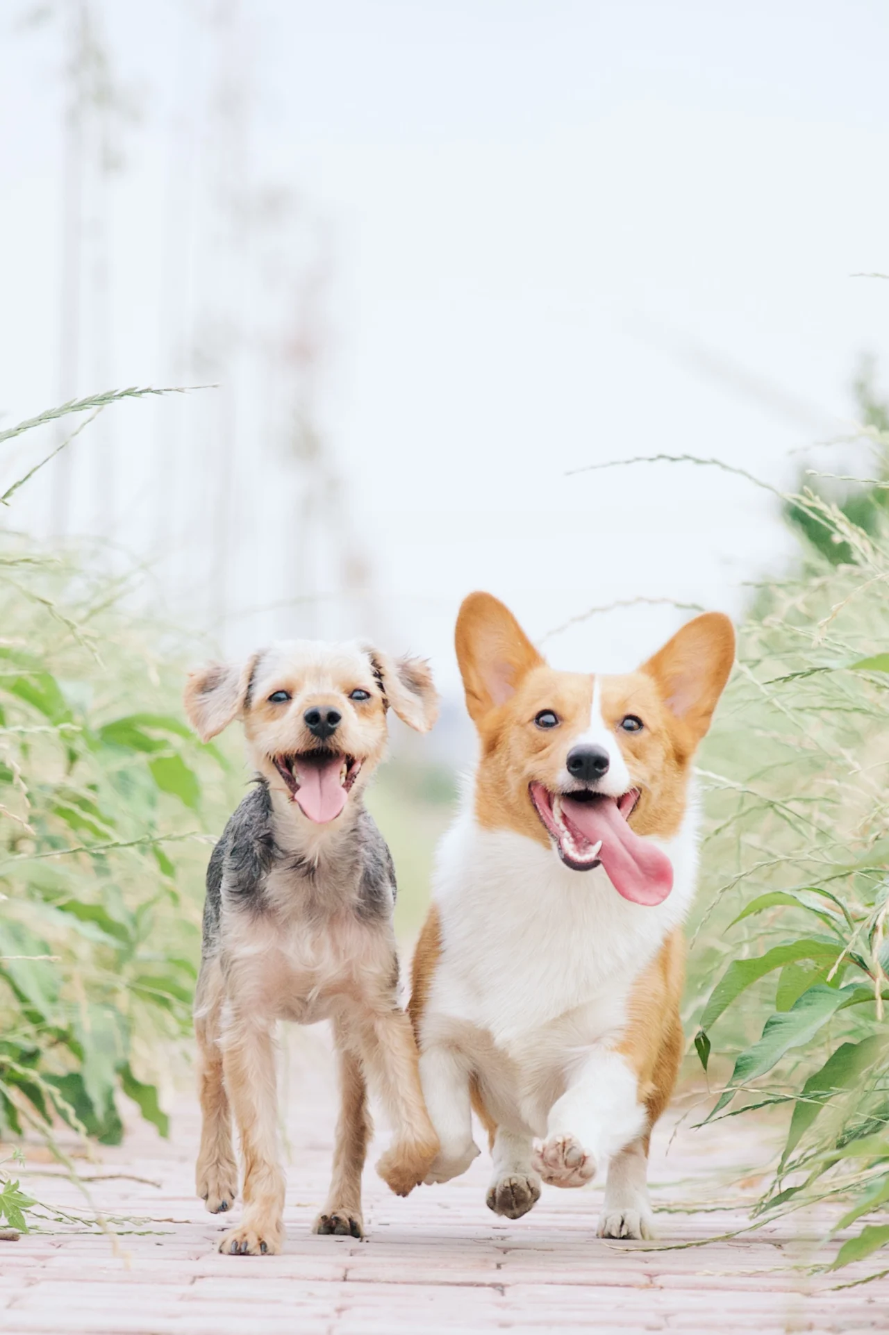iamge for topic Dog Breeds from unsplash