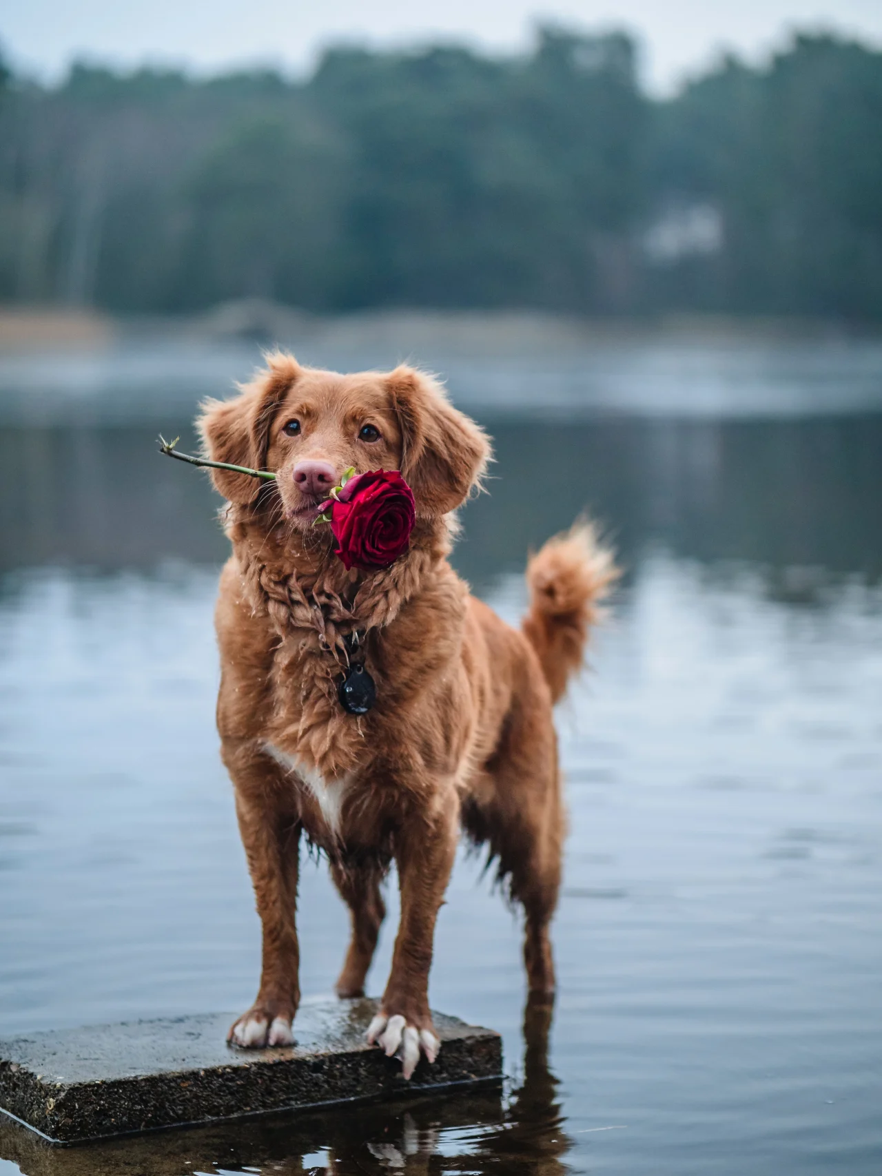 iamge for topic Dog Names from unsplash